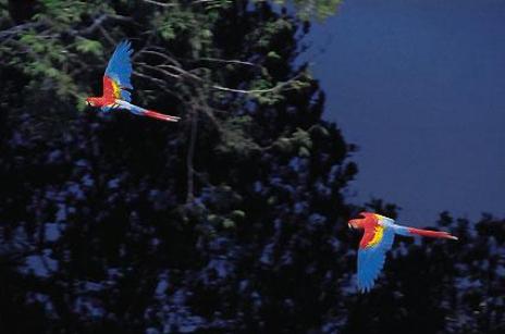 mamiraua-amazon-bird-scarlet-macaw-ara-macao-by luiz claudio marigo